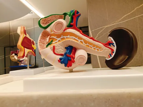 Abdominal anatomy teaching model
