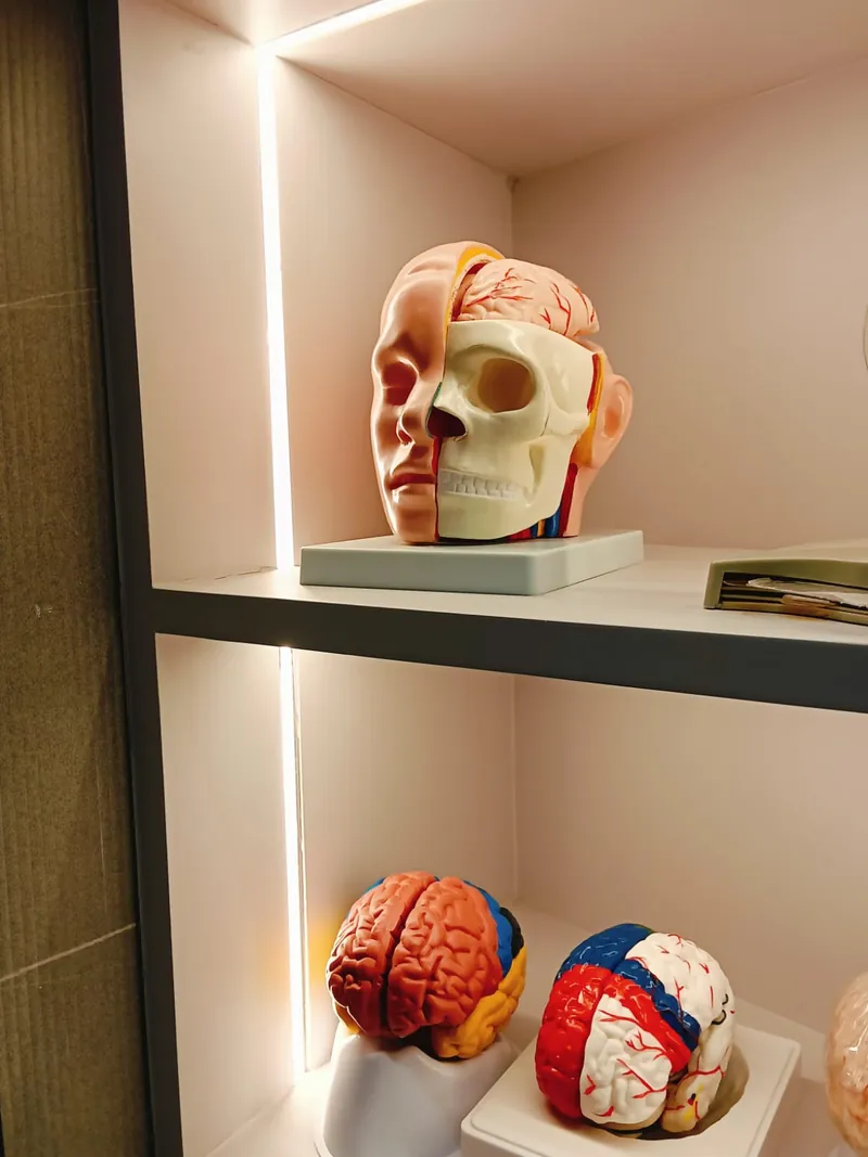 Human anatomy models display