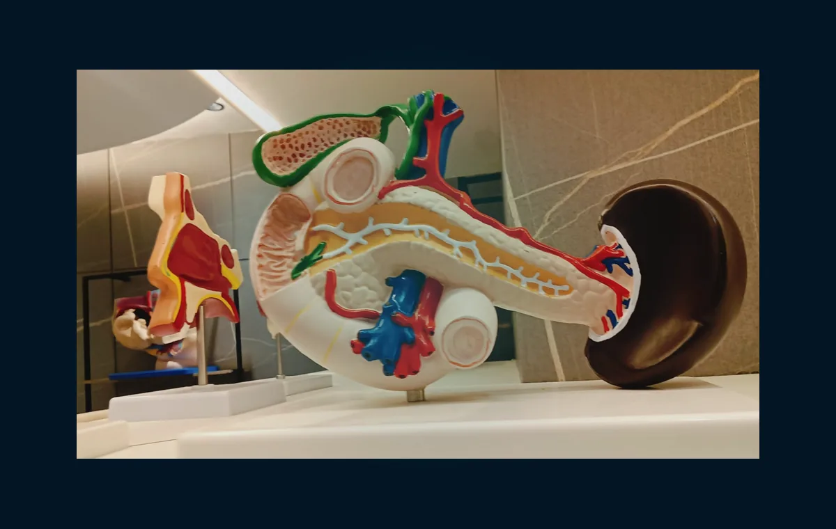 Detailed human heart anatomy model for immersive medical education