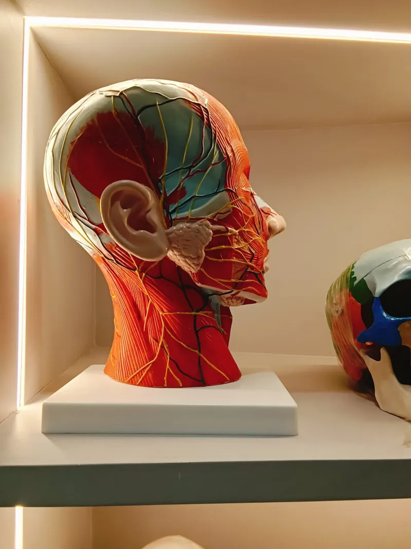 Head and neck anatomy teaching model