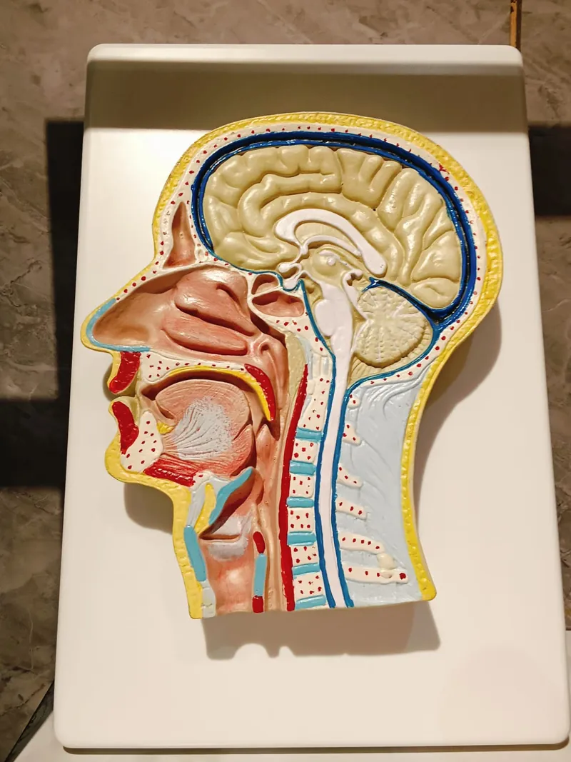 Detailed sagittal human head anatomy teaching model