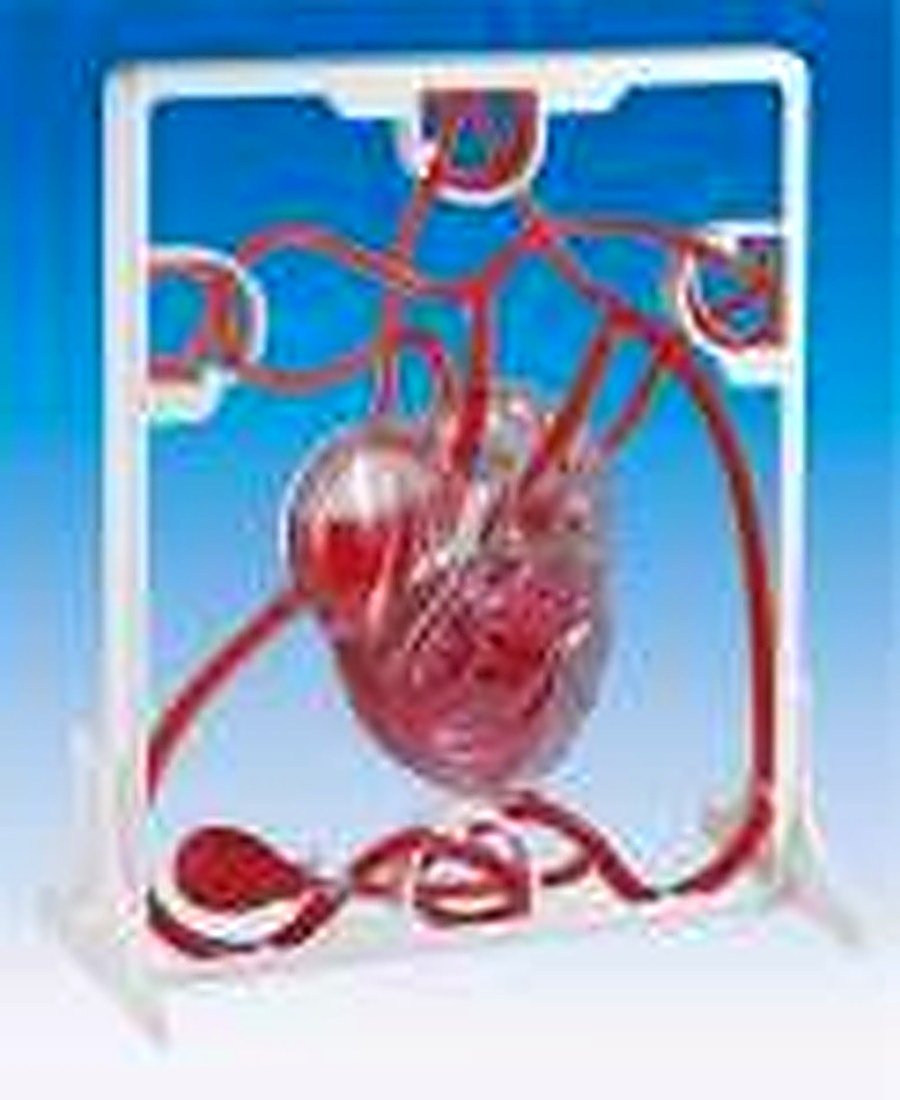 PUMPING HEART (IMPORTED) - A 3-D working — product photograph | VistaStay Med