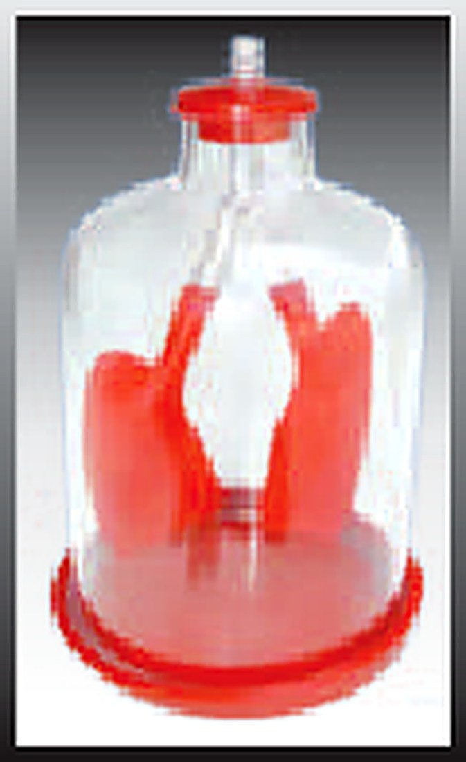 Lung Demonstration Model (Imported) — product photograph | VistaStay Med