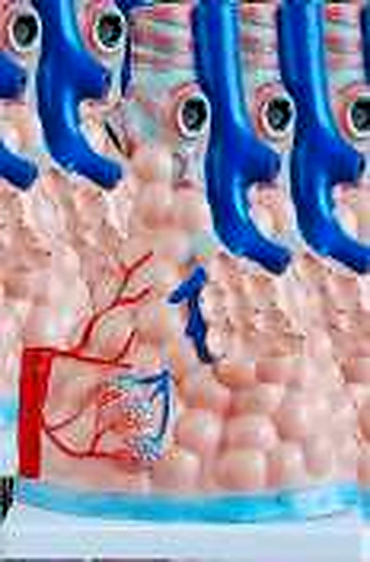 Magnifien Pulmonary Alveoli Model — product photograph | VistaStay Med