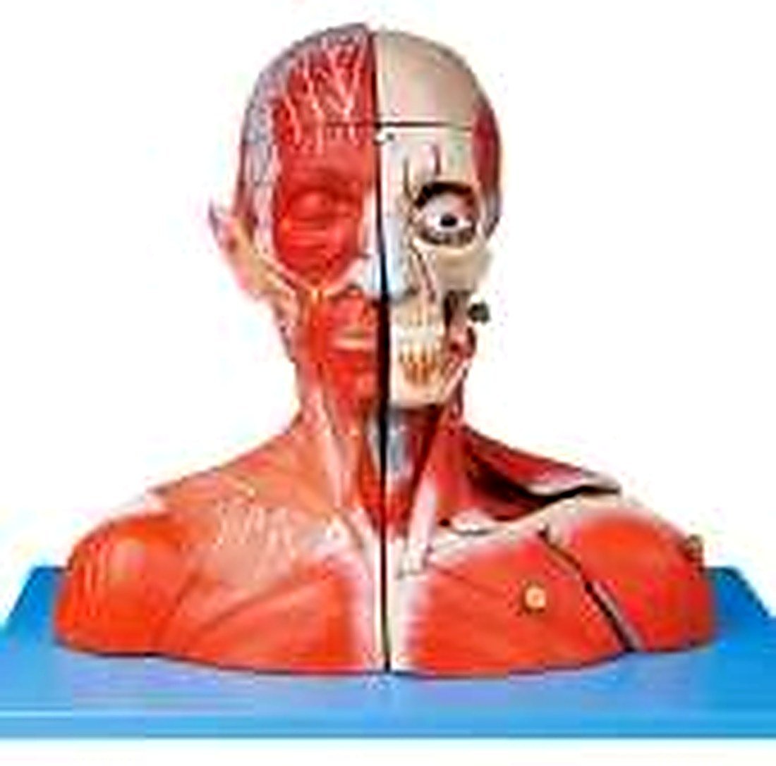 Head And Neck With Blood Vessels, — product photograph | VistaStay Med