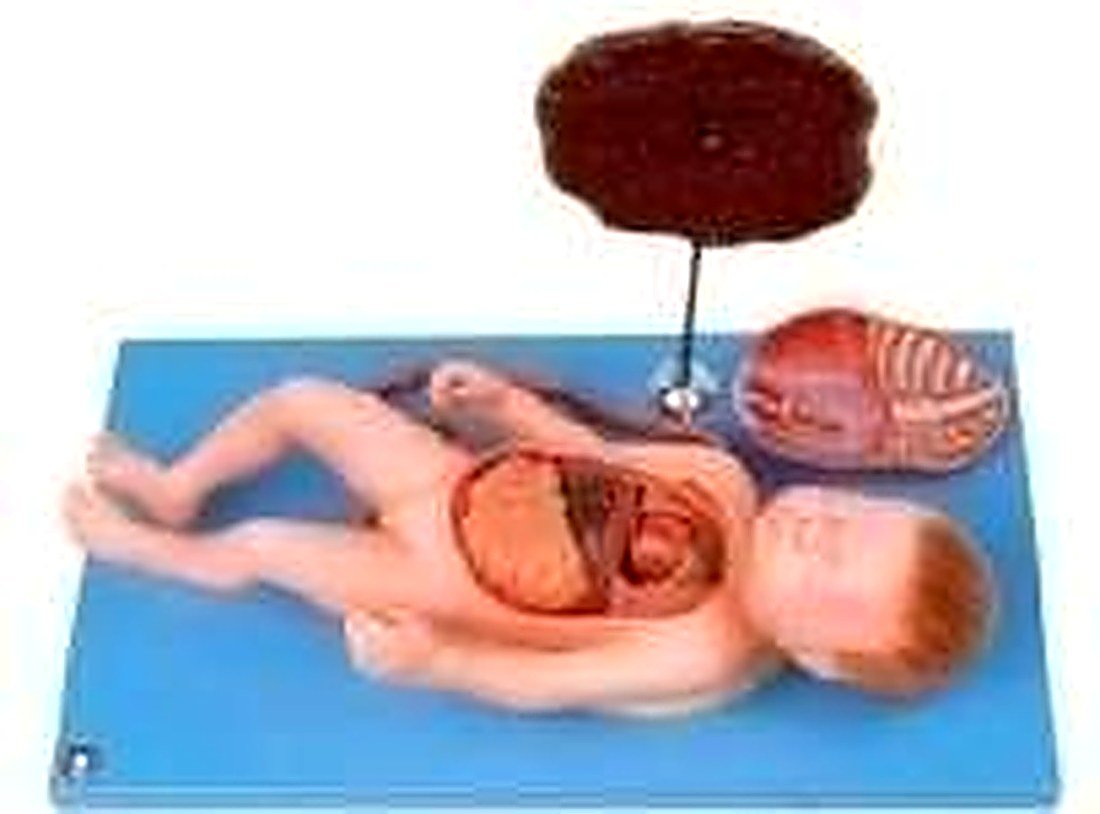 Fetus With Viscus And Placenta — product photograph | VistaStay Med