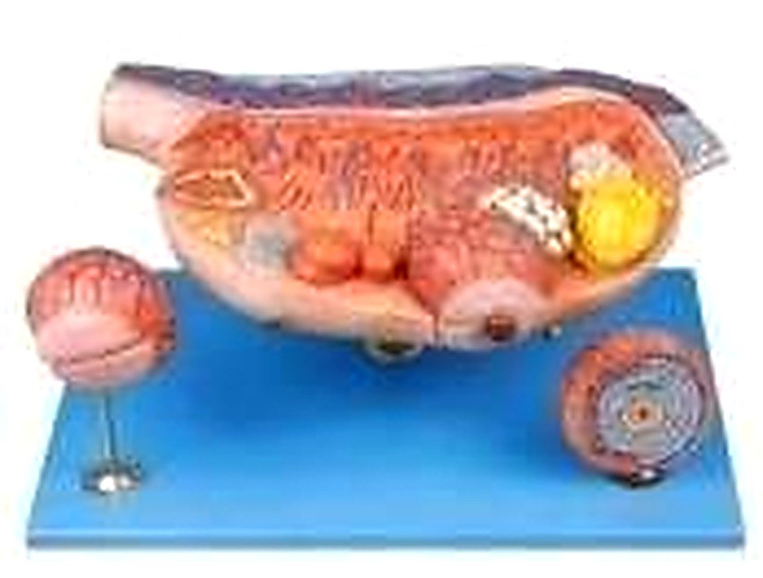 OVARY MODEL (IMPORTED) - This model consists of 8 parts, including ovary, primary ovarian follicles, secondary ovarian follicles, ovium, ovulation, ovum, corpus luteum, and corpus albicans. (K) — product photograph | VistaStay Med