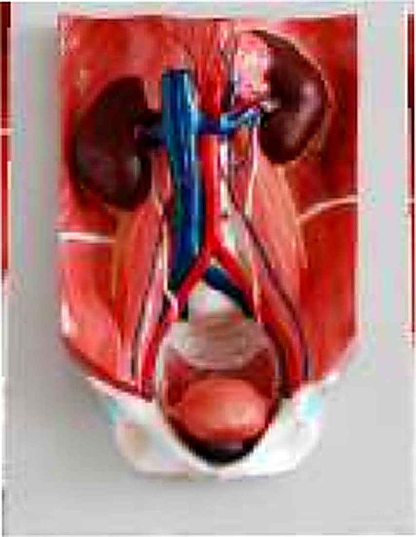 URINARY SYSTEM MODEL (IMPORTED) - The — product photograph | VistaStay Med