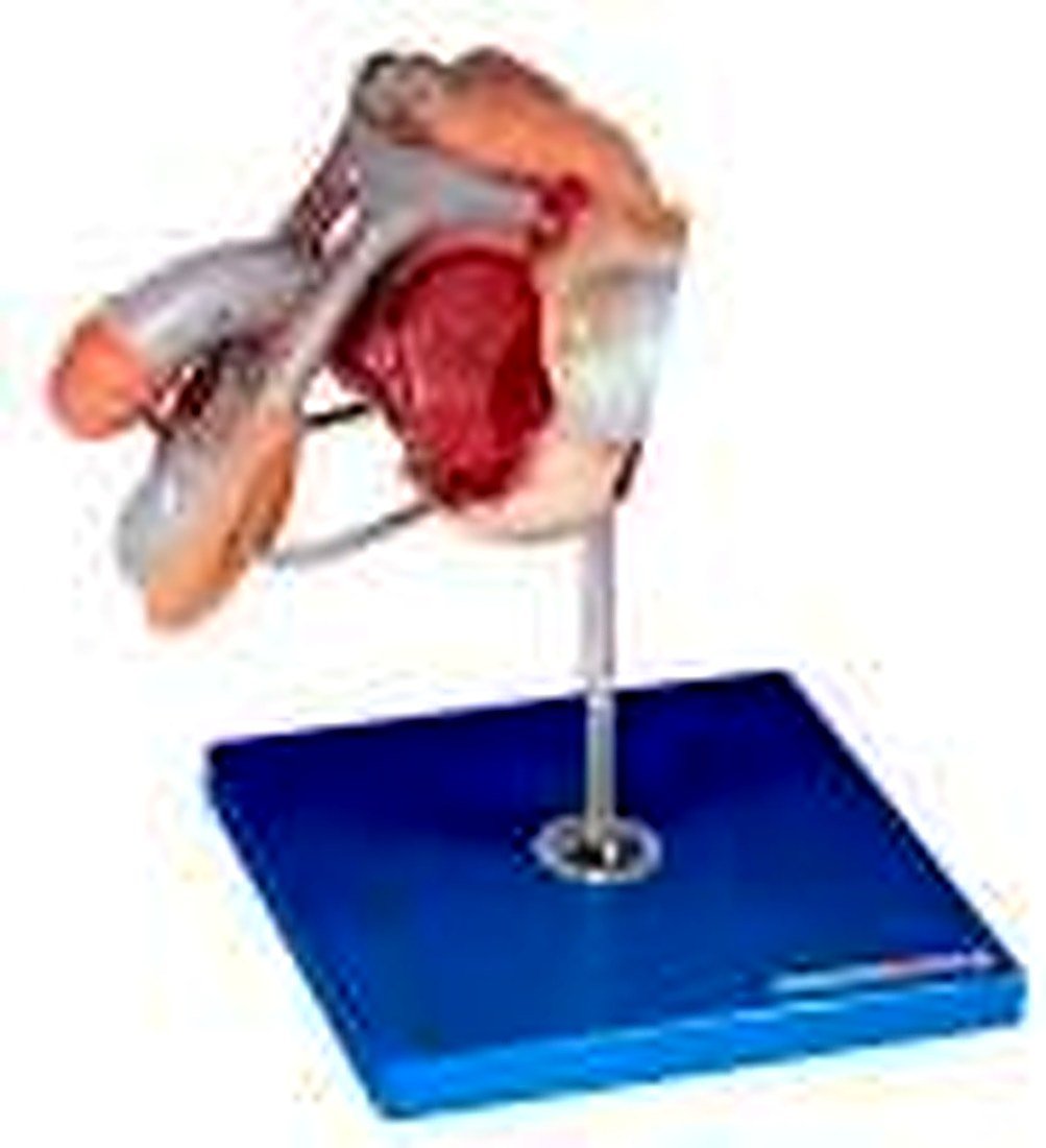 Male Genital Organs Model (Imported) — product photograph | VistaStay Med