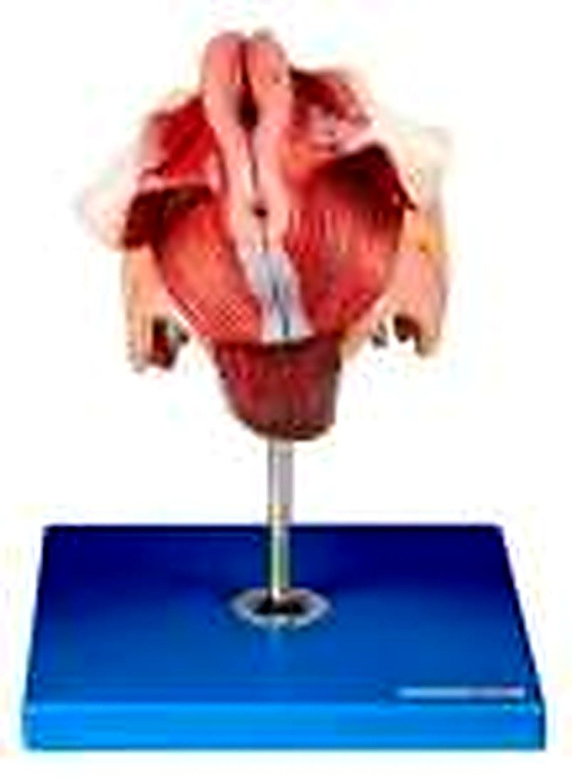 Female Genital Organs Model(Imported) — product photograph | VistaStay Med