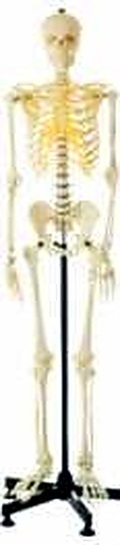 HUMAN SKELETON LIFE SIZE (180CM) with stand — detail view | VistaStay Med