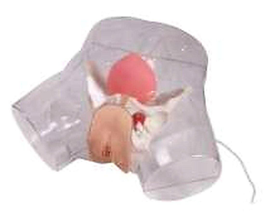 Transparent Female Catheterization Model (Imported) — product photograph | VistaStay Med