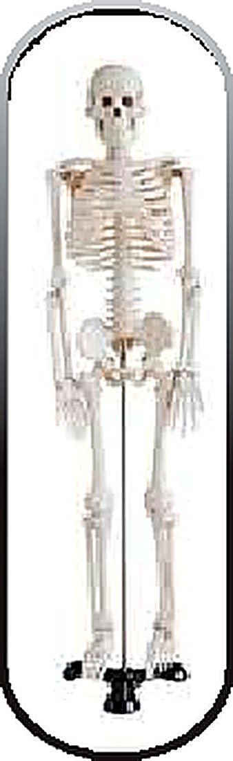 85 CM SKELETON (IMPORTED) - This half-size skeleton contains 200 bones of an adult human. The skull features movable jaw, removabl calvarium. — detail view | VistaStay Med
