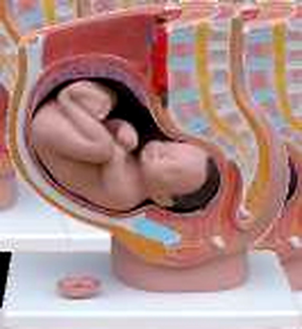 Human Female Pregnant Female Pelvis — product photograph | VistaStay Med