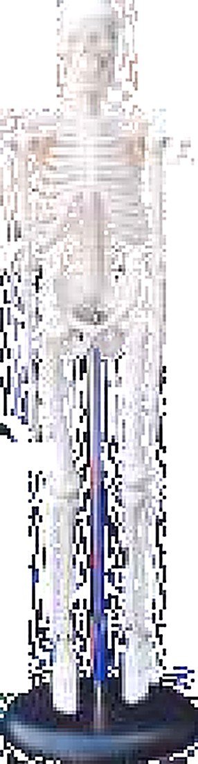 85 Cm Skeleton With Nerves And Blood — detail view | VistaStay Med