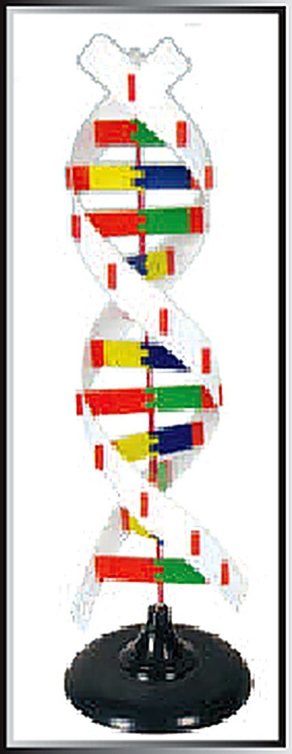 Dna Structure Simulation Kit (Imported) — detail view | VistaStay Med