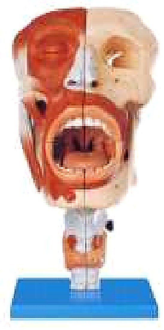Nasal, Oral, Pharynx And Larynx Cavities — product photograph | VistaStay Med