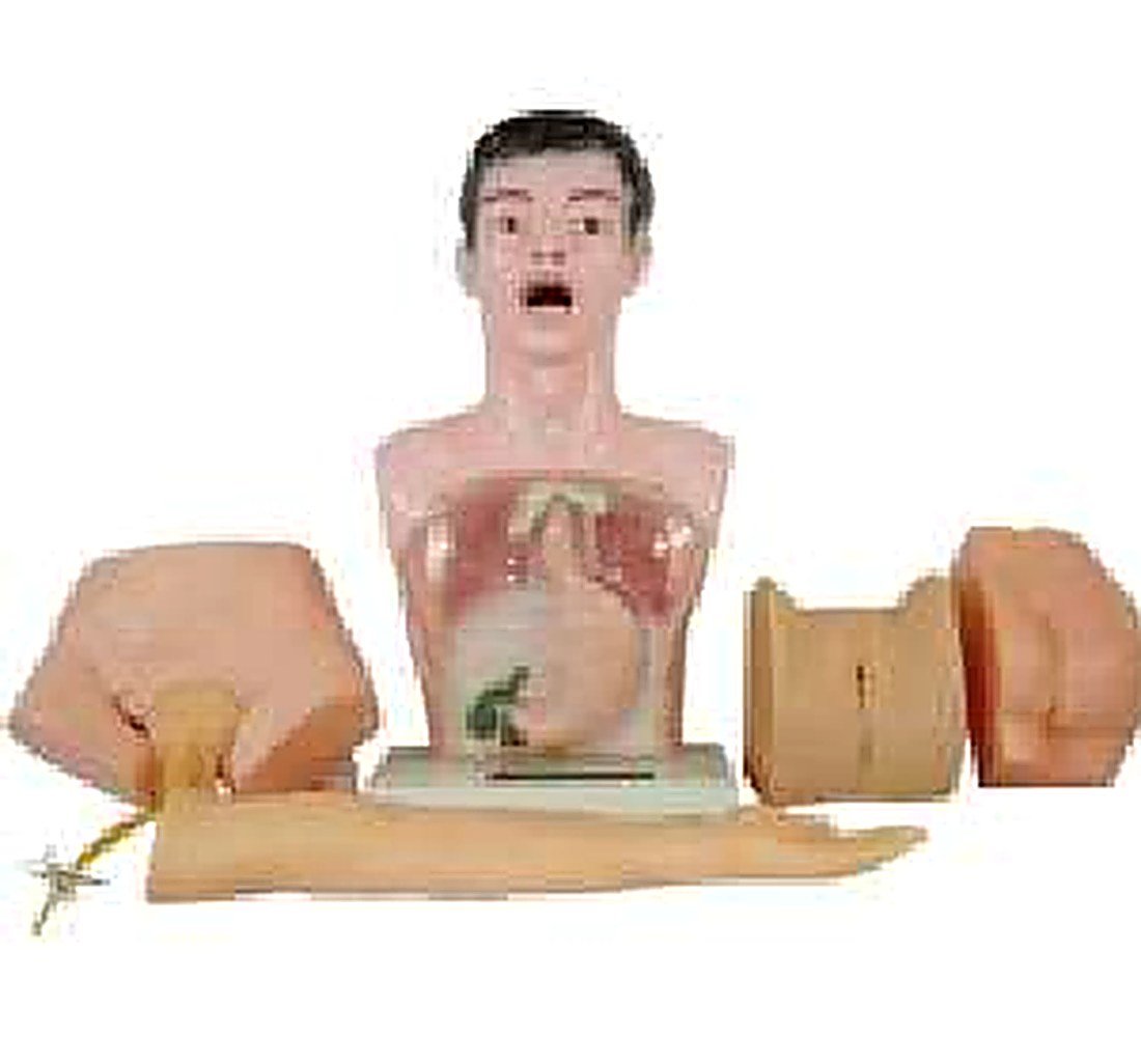 Nurse Basic Practice Teaching Model — product photograph | VistaStay Med