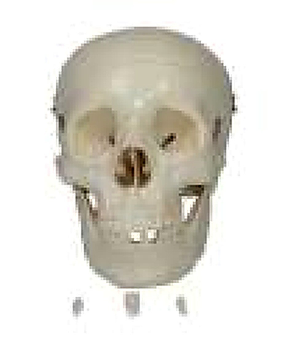 ADULT SKULL LIFE SIZE (IMPORTED) - This life — product photograph | VistaStay Med