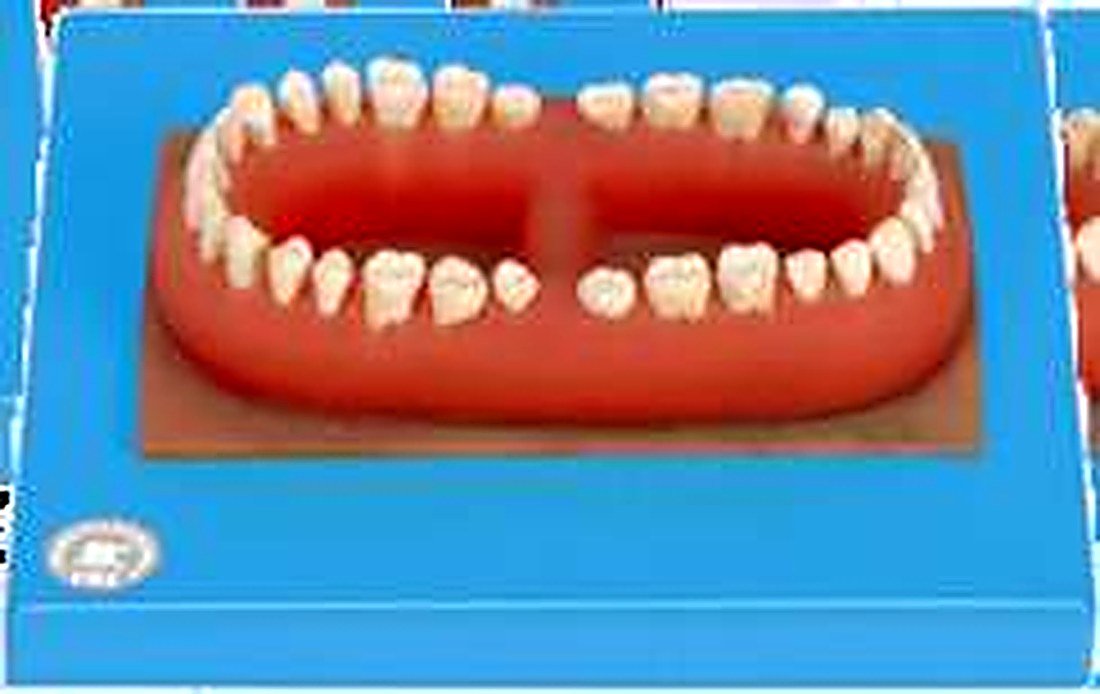 SET OF TEETH OF AN ADULT - The Model — product photograph | VistaStay Med