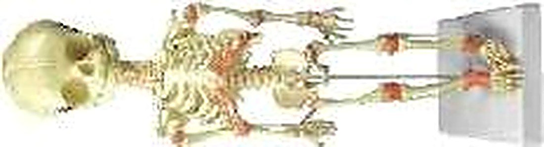 FETUS SKELETON - Life size • Made of PVC — product photograph | VistaStay Med