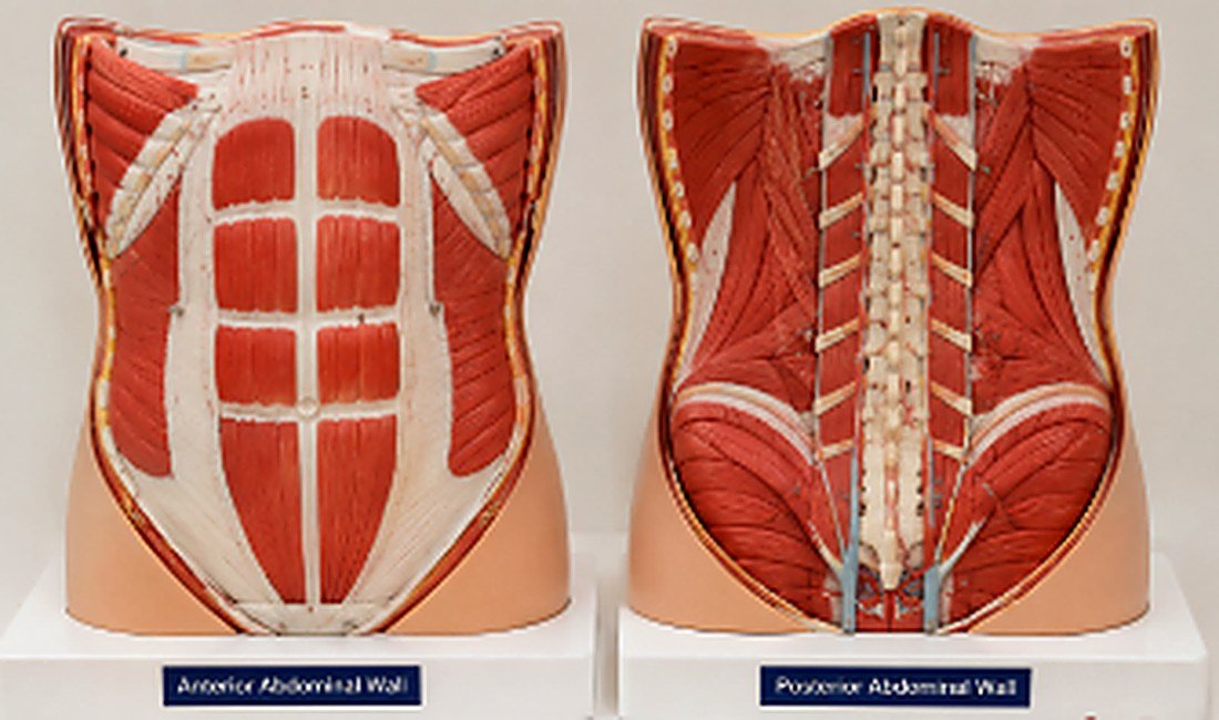 Anterior and Posterior Abdominal Wall Model