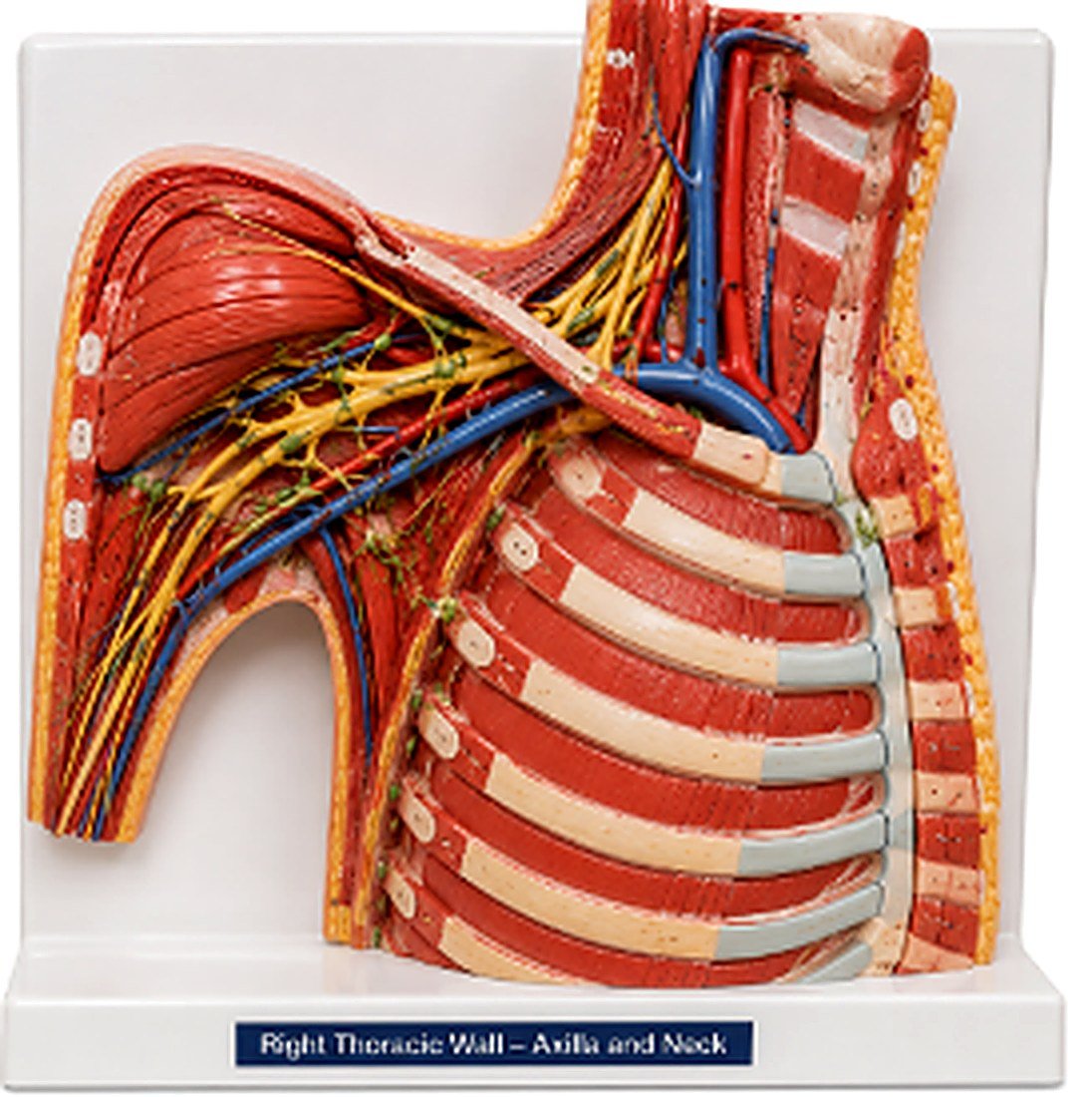 Right Thoracic Wall – Axilla and Neck — product photograph | VistaStay Med