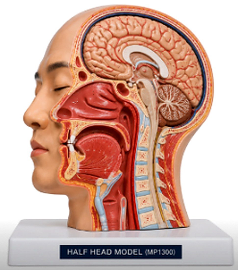 Half Head Model (MP1300) - The Half Head Model (MP1300) is a life-size anatomical teaching model designed to demonstrate the internal and external structures of the human head. A midsagittal section exposes the brain, nasal cavity, oral cavity, pharynx, and upper respiratory tract, providing a clear understanding of head anatomy and the relationships between major structures. — product photograph | VistaStay Med