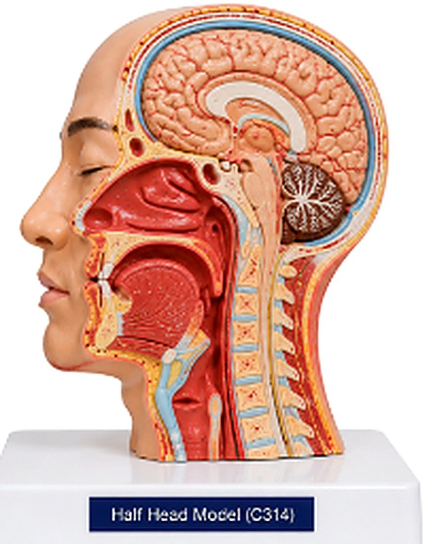 Half Head Model (C314) - The Half Head Model (C314) is a life-size anatomical model designed to demonstrate the internal structures of the human head and neck through a midsagittal section. It provides a clear view of the brain, nasal cavity, oral cavity, pharynx, larynx, and cervical vertebrae, making it an excellent educational tool for understanding the anatomy of the head and upper respiratory tract. — product photograph | VistaStay Med