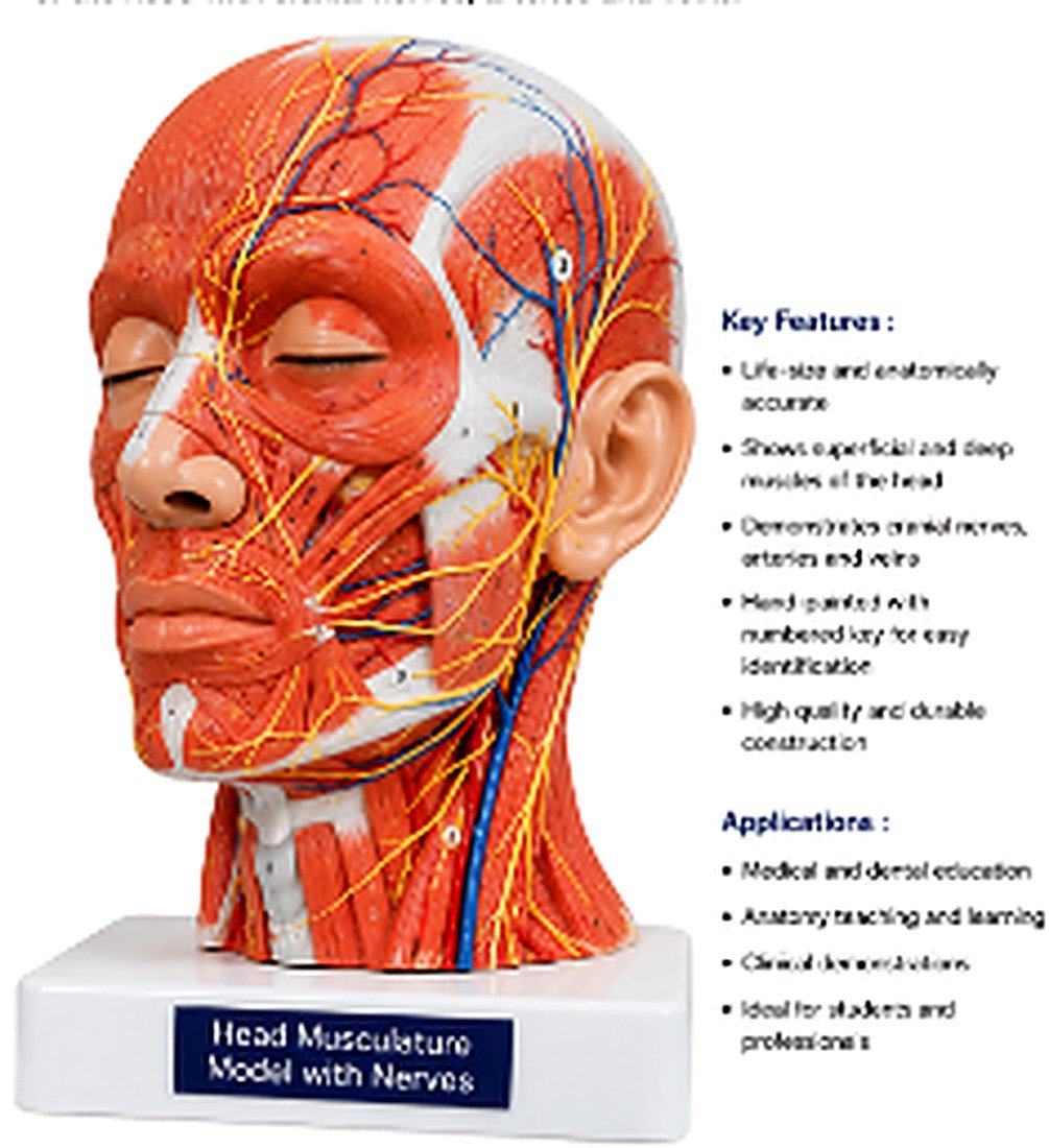 Head Musculature Model with Nerves - The Head Musculature Model with Nerves is a life-size anatomical model designed to provide a detailed view of the superficial and deep muscles of the head along with the major cranial nerves, arteries, and veins. — product photograph | VistaStay Med