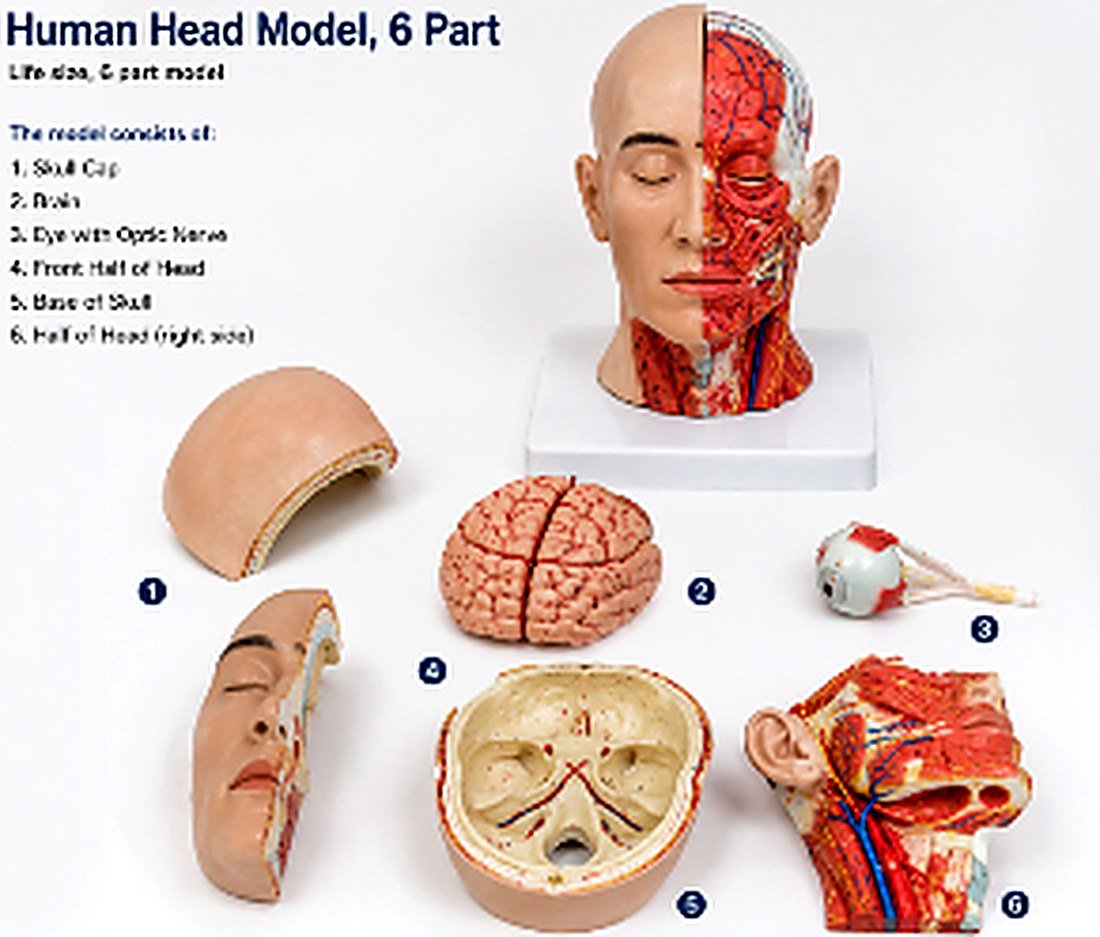 Human Head Model, 6 part – It is a life-size anatomical model designed to provide a comprehensive understanding of the internal and external structures of the human head. The model can be disassembled into six removable parts, allowing detailed examination of the brain, skull, nasal cavity, oral cavity, and other key anatomical structures. — product photograph | VistaStay Med