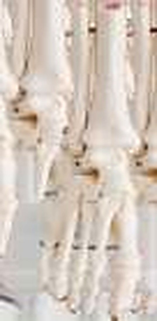 FOOT JOINT (IMPORTED) - Demonstrate all the foot functionality and the external anatomical structures. Made of PVC plastic, life size, on stand. Size: 12x22x27CM. — product photograph | VistaStay Med