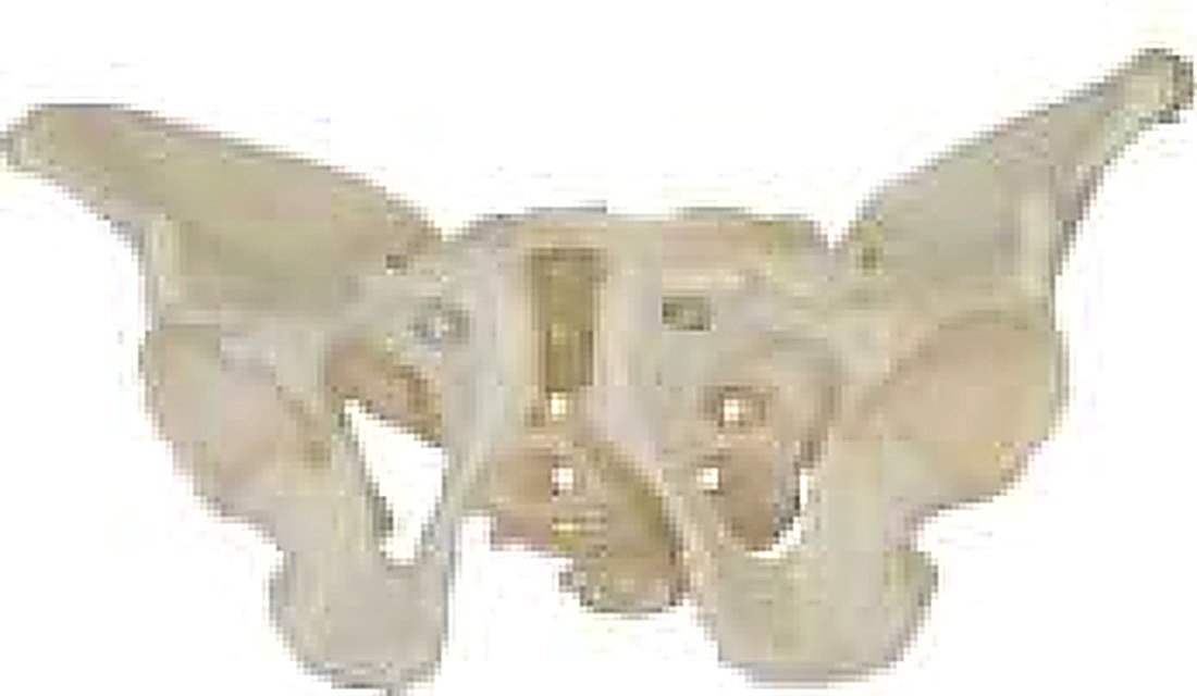ADULT MALE PELVIS (IMPORTED) - The size of — product photograph | VistaStay Med