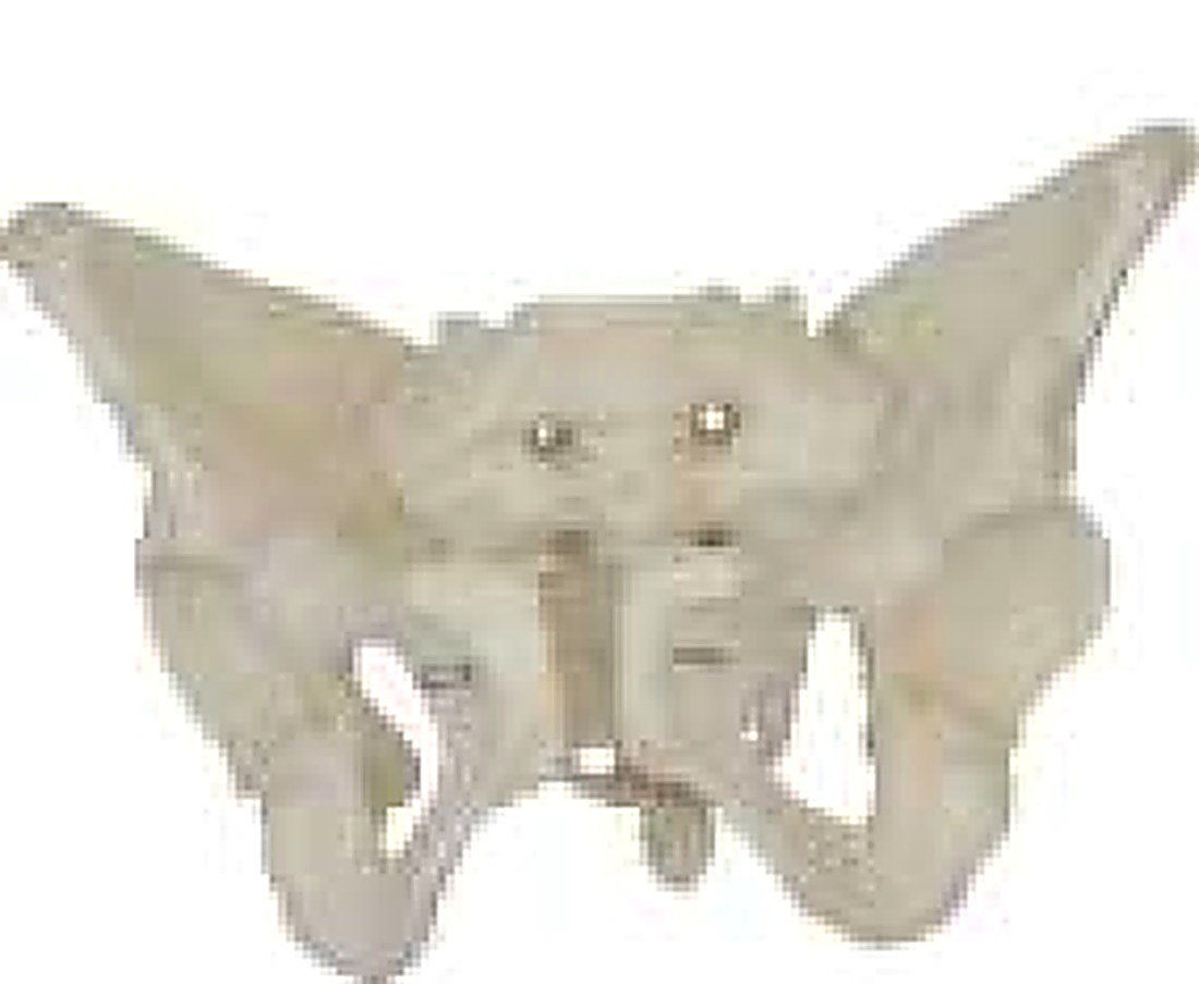 ADULT FEMALE PELVIS (IMPORTED) - The size of — product photograph | VistaStay Med