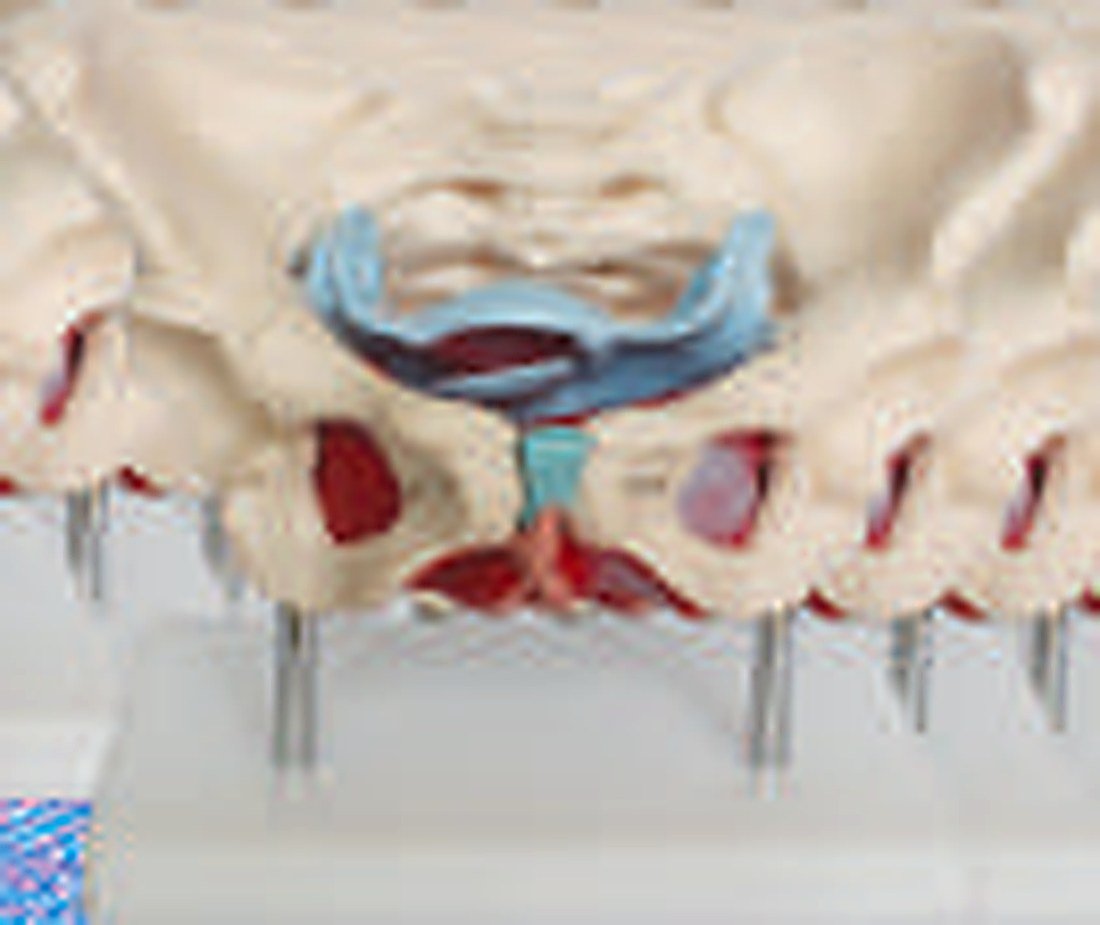 Adult Female Pelvis With Muscles And — product photograph | VistaStay Med