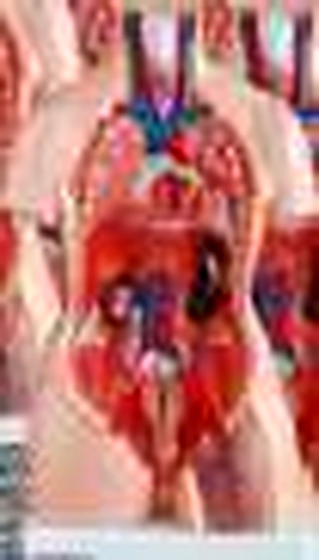 Human Torso 23 Part 85 Cm (Imported) — detail view | VistaStay Med