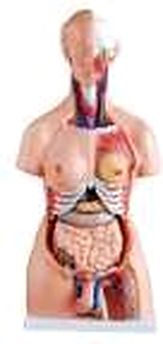 Human Torso 23 Part 85 Cm (Imported) — product photograph | VistaStay Med