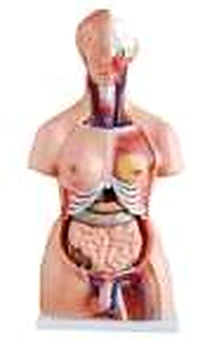Human Torso 23 Part 85 Cm (Imported) — detail view | VistaStay Med