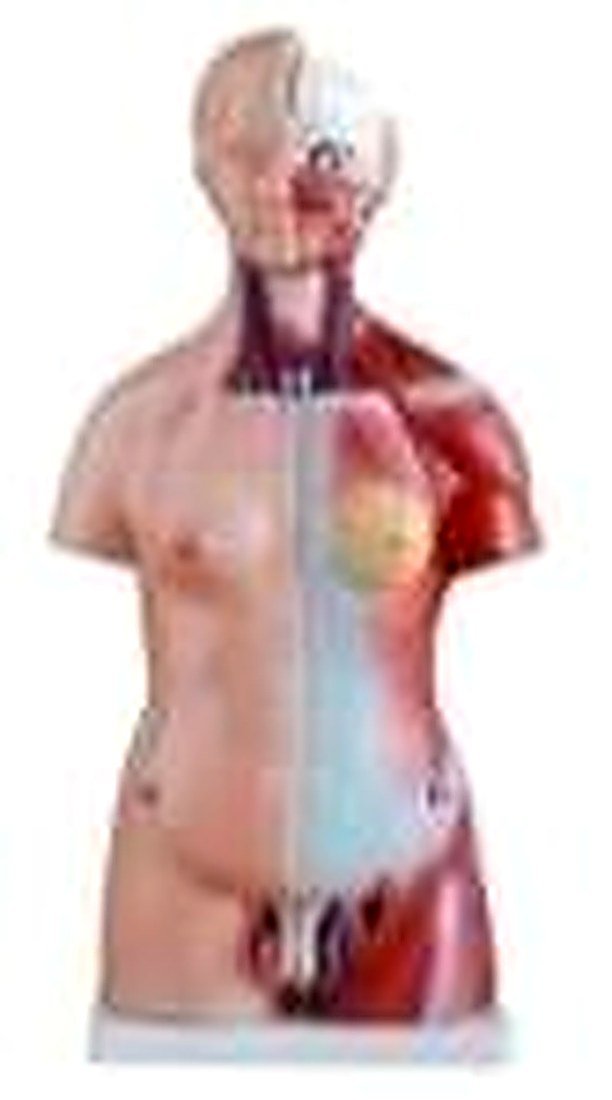 TORSO 50 CM (IMPORTED) - Same as above but with male reproductive orgens — product photograph | VistaStay Med