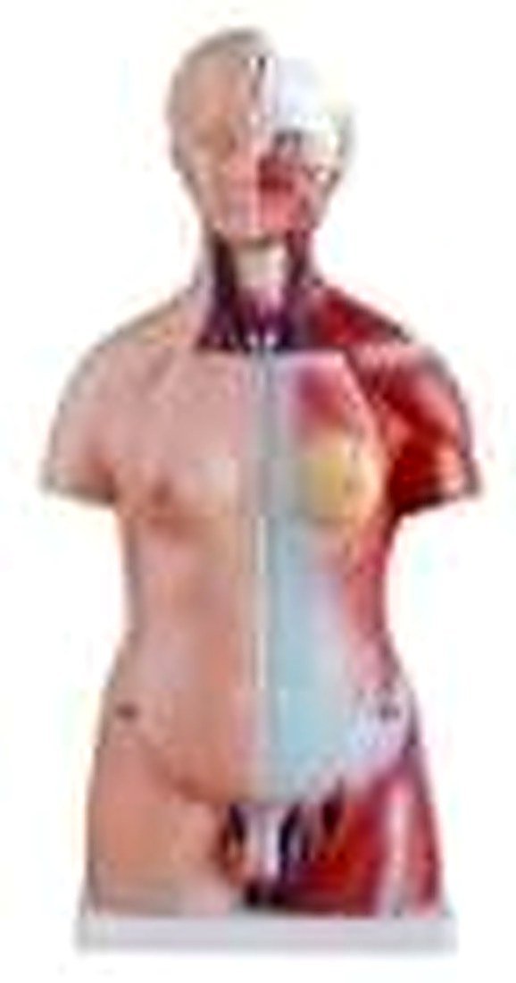 TORSO 50 CM (IMPORTED) - Same as above but with female reproductive orgens — product photograph | VistaStay Med