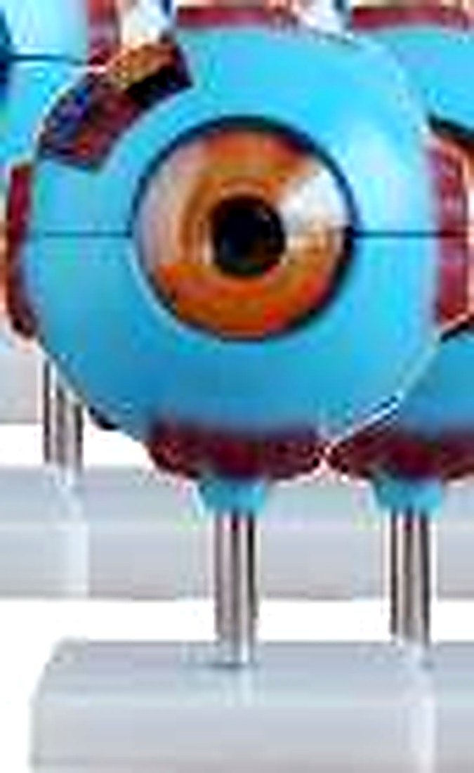 GIANT EYE MODEL (IMPORTED) - The different parts of the eyeball model are detachable to show the differnet structures. 6 times enlarged. On stand. (Equivalent Model No.XC-316) — product photograph | VistaStay Med