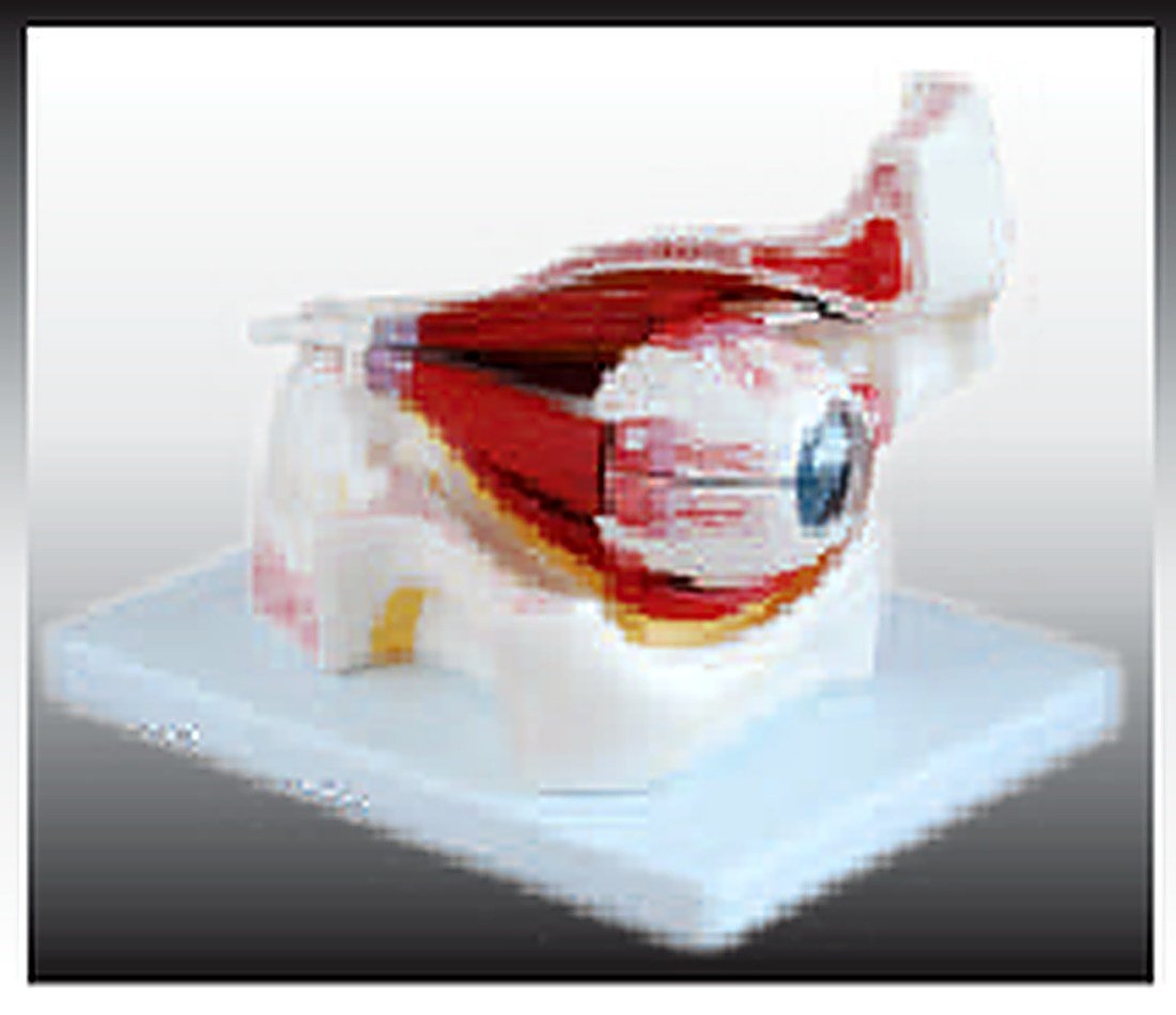 EYE WITH ORBIT (IMPORTED) - The model shows the eyeball with optic nerves and muscles in its natural position in the bony orbit. Dissectible into 10 parts, 3 times enlarged. — product photograph | VistaStay Med