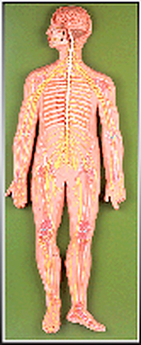 NERVOUS SYSTEM MODEL (IMPORTED) - The — product photograph | VistaStay Med