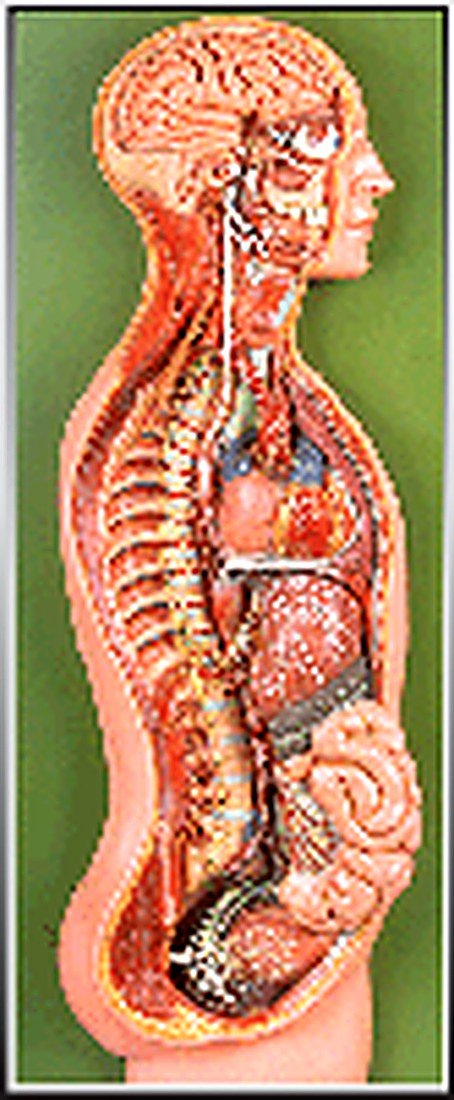 SYMPHETIC SYSTEM MODEL (IMPORTED) - This — product photograph | VistaStay Med