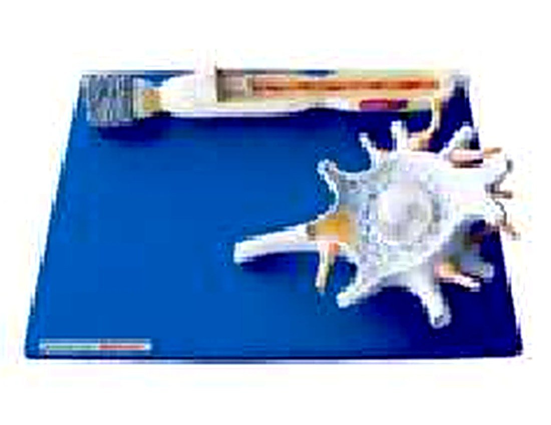 NEURON MODEL (IMPORTED) - 1. Consists of two parts, including neuron body and neuron fiber. — product photograph | VistaStay Med